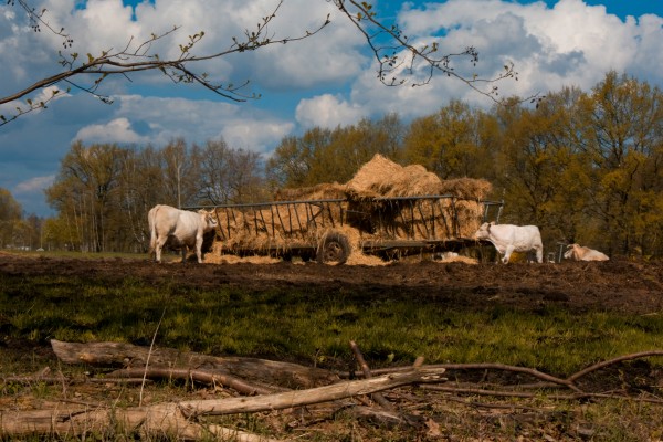 bild 9 - (c) m mueller.jpg